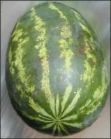 Biggest Watermelon